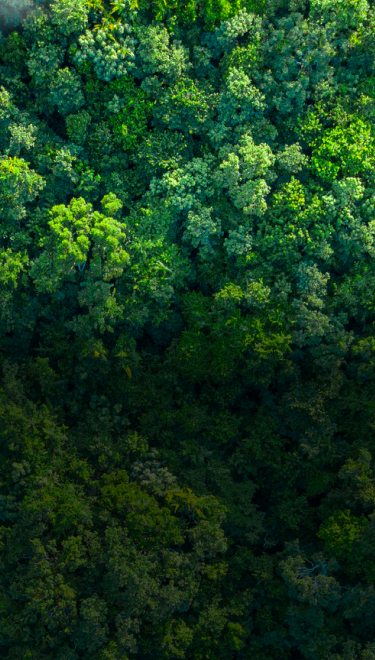 Vista aérea de bosque nativo que representa el compromiso ambiental y la conservación