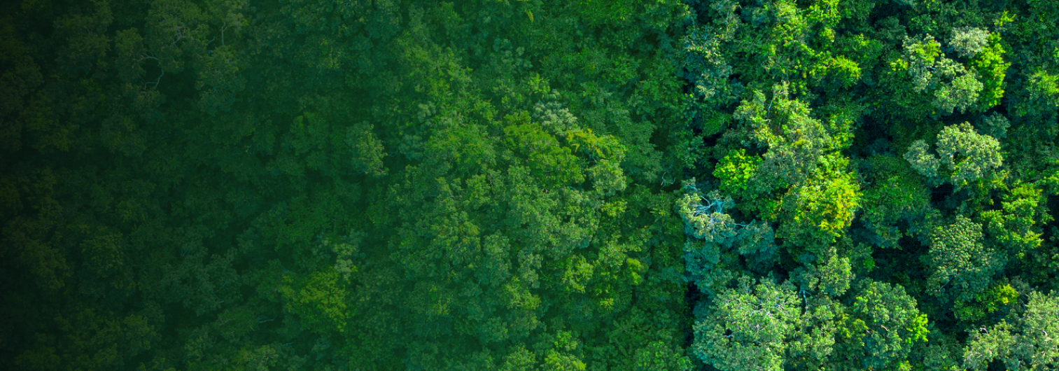 Vista aérea de bosque nativo que representa el compromiso ambiental y la conservación